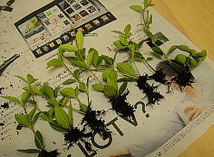 観葉植物 ハイドロカルチャー作り : 育て方.jp｜花、野菜の育て方など